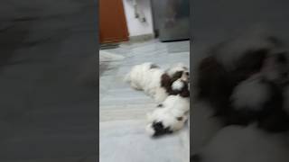 playing happy music song puppy whywontmybabysleep my leo and bubble [upl. by Teahan]