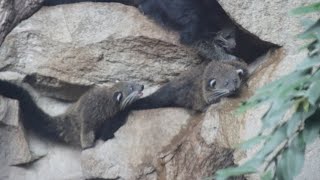 Binturong Jungtiere  Younglings  Tierpark Berlin 2024 [upl. by True]