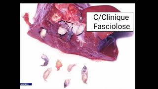 ⁦♥️⁩ LES TRÉMATODES  Fasciola hepatica [upl. by Orecul]