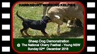 Hawkesbury Working Kelpie Stud Display  National Cherry Festival  Young 02122018 [upl. by Albarran174]