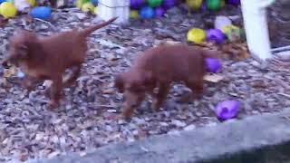 Irish Setter Puppies for Sale [upl. by Ajet145]