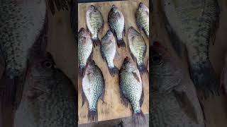 Nice bunch of crappie from Taylorsville Lake [upl. by Georgeanna]