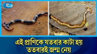 ছোট্ট কিন্তু অথচ শক্তিশালী প্রাণ যতবার কাটে ততবার জন্মে  Hammerhead worms  Rtv News [upl. by Maryann602]