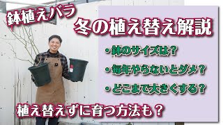 【バラの育て方】冬の植え替え方法と、楽できるコツも解説してみました [upl. by Eirod]