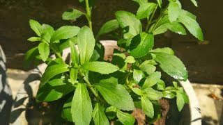 Stevia Plant Hindi  How To Grow and Care Stevia Plant at Home  Health Benefits of Stevia Plant [upl. by Drofwarc22]