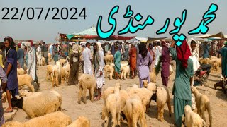 July 22 2024 Muhammad pur bakra mandi update  bakra mandi 2024 [upl. by Corvese]