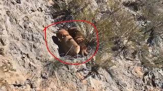 Helpless stray dog mom watches as her puppies roll down a hill until this happened [upl. by Briggs]