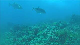 The giant Trevally fish  Caranx ignobilis [upl. by Yanrahc872]