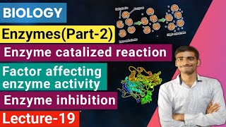 Biology Lecture19 Enzymespart2Enzyme catalized reactionEnzyme inhibition Enzyme activity [upl. by Torto]