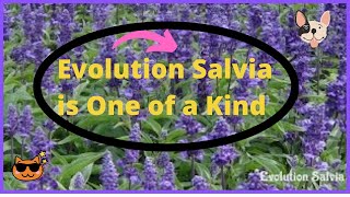 How to Transplant Evolution Salvia Seedling Flower Indoors [upl. by Nrubyar427]