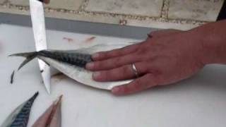 Passionate About Fish  How to fillet a Mackerel [upl. by Anuqahs165]