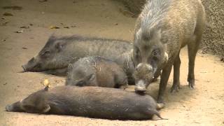 Visayan Warty Pig [upl. by Kcirred367]