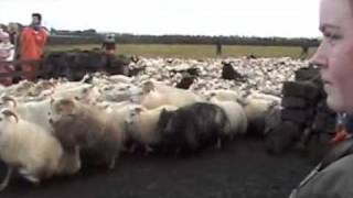 Iceland  Sheep Round Up [upl. by Regor840]