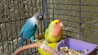 How to Feed Your Lovebirds [upl. by Nivlag976]