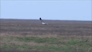 Hen Harrier Marsh Harrier and Kestrel at Parkgate Wirral in December 2023 [upl. by Arlana821]