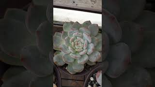 Amabile echeveria suculentas succulentslover succulent succulents [upl. by Engdahl]