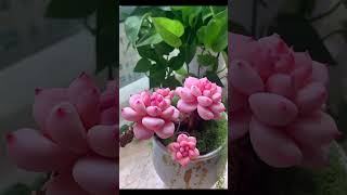 Wow amazing echeveria plants care shortvideo succulent houseplants echeveria plants [upl. by Haldeman160]