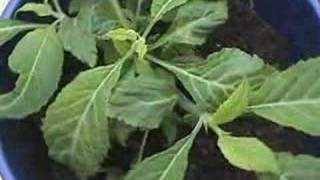 Salvia divinorum plant [upl. by Mohl]