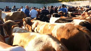 Kastamonu Hayvan Pazarı Yeni 2Bölüm [upl. by Naujd]