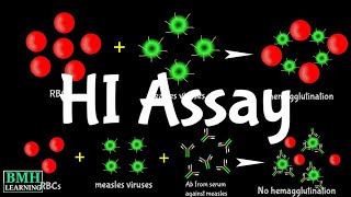 Hemaglutination Inhibition Assay  HI Assay  HAI Assay [upl. by Ervin602]