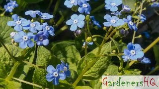 Brunnera macrophylla Siberian bugloss Growing Guide [upl. by Asare]