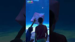 We SWIM with STINGRAYS 🤿 🌊 Kids adventures [upl. by Charyl239]