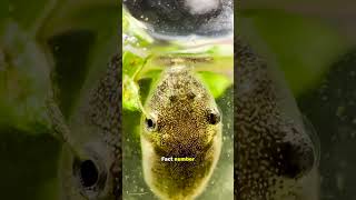 Tadpoles have microscopic razorsharp [upl. by Ahtilat]