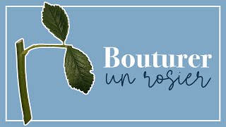 Bouturer un rosier pour débutants les règles de base [upl. by Anaitsirc]