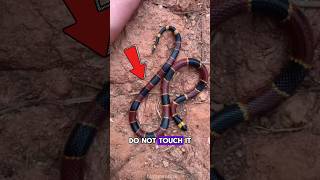 Do not touch this cute snake ⚠️  Malayan Banded Coral Snake anime nature wildlife [upl. by Cyn856]