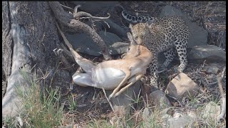 leopardess with a Impala kill on S1 Doispan road Kruger National Park pksafaris [upl. by Fahey]