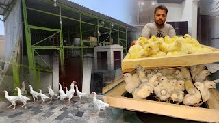 White Shamo Chicks He Chicks 😅 Ab ho gi Murgo ki Farming How To Start Shamo Farming Day One chicks [upl. by Iddet]