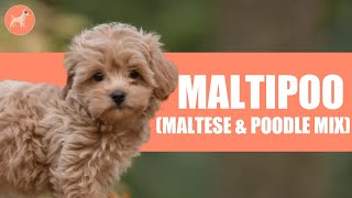 Maltipoo Maltese amp Poodle Mix One of The Most Popular Cross Breed [upl. by Ennaeiluj426]