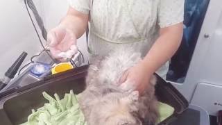 Magic matt removal on a cat [upl. by Leidgam]