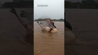 Kayakers rescue wallaby from flooding in northern Queensland [upl. by Jefferey]