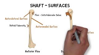 FEATURES OF HUMERUS [upl. by Nichola504]