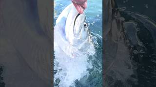 Hand feeding wild Tarpon [upl. by Anniken]