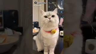 Cat winking eye funny short videofunny moment catloverviral youtube shortvideo [upl. by Annoyek]