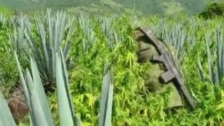 Drugs war Mexican marijuana farm in Jalisco destroyed by army [upl. by Adnalu]