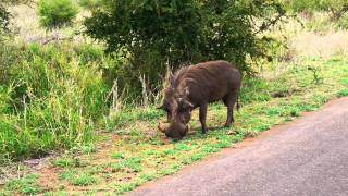 Warthog the quotPumbaaquot in Lion King  Kruger National Park South Africa [upl. by Mintun]