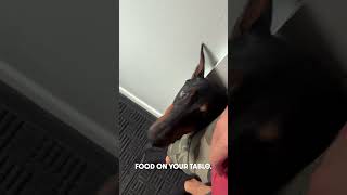 To EZ dog funny puppy doberman dobermanpinschers dobermanpuppy dogsfunny [upl. by Maighdiln569]