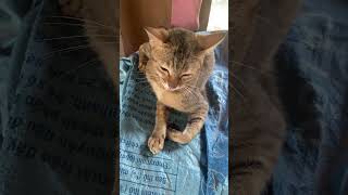 Tabby cat meowing cat catvideos catvideoshort [upl. by Africa]