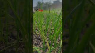 Ya keya h farming farmlife shortvideos trending viralvideos [upl. by Miah]