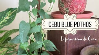 Cebu Blue Pothos Information amp Care  Epipremnum pinnatum Cebu Blue Houseplant [upl. by Anoif]