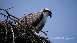 Osprey in nest  Fort Myers Florida [upl. by Ahsilla110]