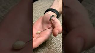 Small Egg But Long Lizard Baby 🤯🤯😱 shorts lizard egg baby youtubeshorts viral shortsfeed [upl. by Lehcin314]