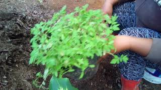 GROWING TOMATO SEEDLINGS MIXED WITH ORGANIC FERTILIZER BANANA CRUSH EGGSHELLS POWDER [upl. by Chad861]