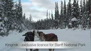 Dogsledding in Banff National Park [upl. by Kyl]