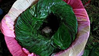 KOLKATA BETEL LEAF 📞9593156807 कोलकाता मीठा पान होलसेल मंडी  KWA MANA  SWEET PAN BEEDA WHOLESALE [upl. by Rafe299]