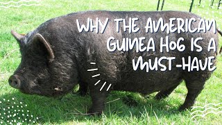 Why the American Guinea Hog is a musthave [upl. by Bbor]