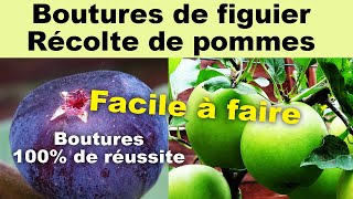 Comment réussir à 100 les boutures de figuier et récolte de pommes Délice dor [upl. by Decca951]